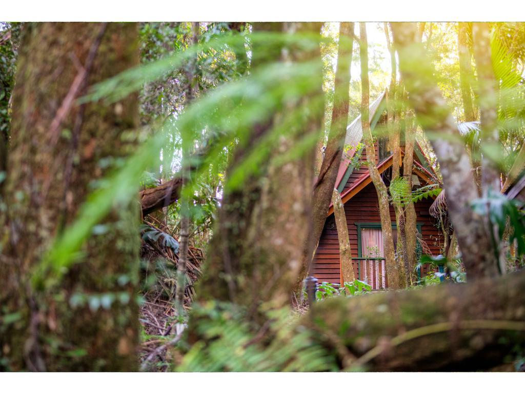 The Mouses House Rainforest Retreat Springbrook Bagian luar foto
